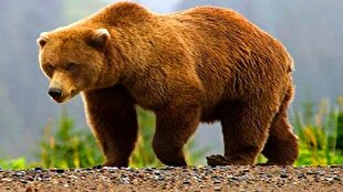 مشاهده یک خرس قهوه‌ای و ۲ توله اش در اقلید + فیلم