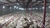 باشگاه خبرنگاران -رشد ۹۰ درصدی تولید مرغ در استان قزوین