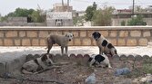 باشگاه خبرنگاران -داستان تکراری پرسه آزادانه سگ‌های ولگرد در معابر این بار در هشتگرد + فیلم