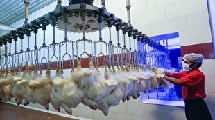 صدور مجوز خرید و راه‌اندازی خط تولید کشتار مرغ در همدان