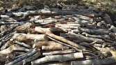 باشگاه خبرنگاران -کشف محموله میلیاردی چوب‌ قاچاق در شاهرود