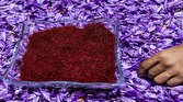 باشگاه خبرنگاران -برداشت  هفت کیلوگرم زعفران در هر هکتار از مزارع لرستان