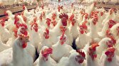 باشگاه خبرنگاران -حرکت در مسیر امنیت غذایی کشور با ۲ میلیون جوجه‌ریزی مرغ آرین در سمنان