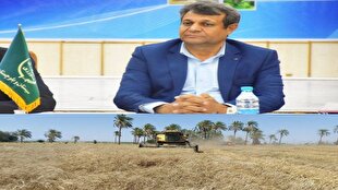 رکورد خرید گندم در سیستان و بلوچستان از مرز ۴۰ هزار تن گذشت