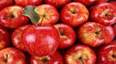 باشگاه خبرنگاران -صادرات ۸۵ درصد سیب درختی کشور از گمرکات آذربایجان‌غربی
