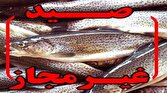 باشگاه خبرنگاران -کشف ۵۰۰ قطعه ماهی از صیادان متخلف در سد چمشیر