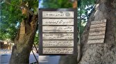 باشگاه خبرنگاران -نام‌گذاری کهن‌سال‌ترین درخت چنار منطقه ۱۱ به نام مفاخر ایران