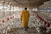 باشگاه خبرنگاران -جریمه مدیر یک کشتارگاه مرغ به دلیل گرانفروشی در اردبیل