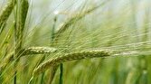 باشگاه خبرنگاران -مبارزه با عوامل خسارت‌زا در مزارع گندم بخش منج