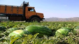 باشگاه خبرنگاران -لزوم جلوگیری از معطلی ناوگان حمل و نقل در مراکز خرید محصولات کشاورزی
