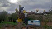 باشگاه خبرنگاران -اجرای طرح سرشاخه کاری درختان نامرغوب گردو در تفت
