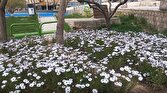 باشگاه خبرنگاران -نگاهی به طبیعت لارستان و جلوه ای از گل‌های بهاری + فیلم و تصاویر