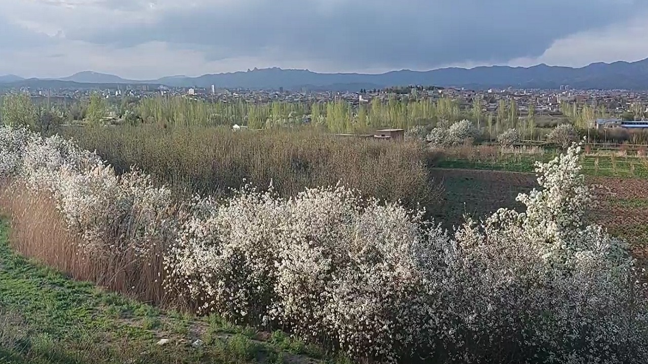 شکوفا شدن درختان میوه در اهر به وقت بهار + فیلم