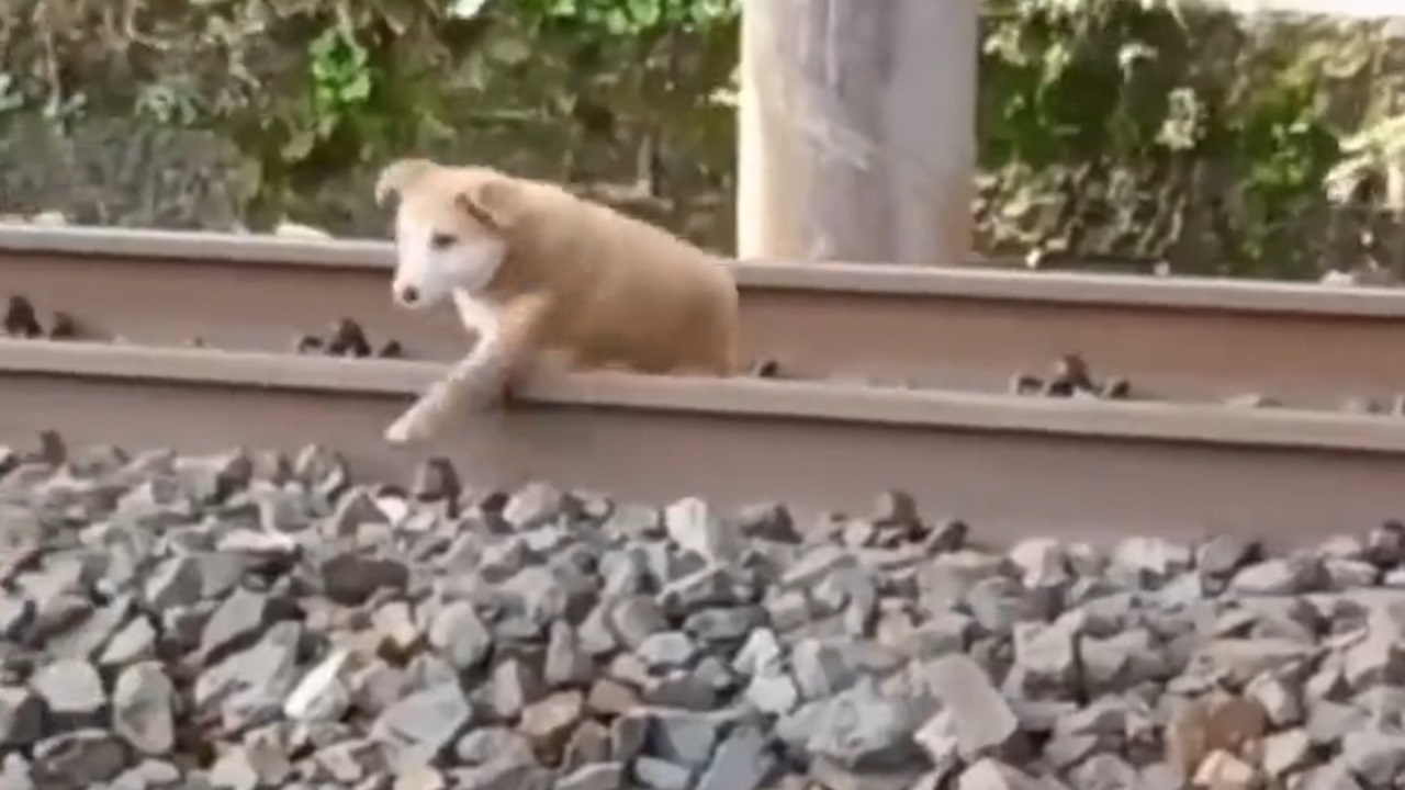 خوابیدن یک سگ روی ریل هنگام عبور قطار + فیلم