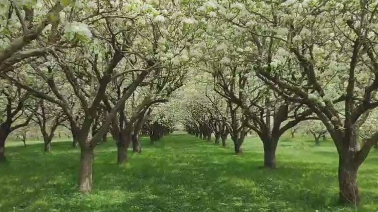 چشم نوازی شکوفه‌های درختان گلابی در باغ‌های روستای تکه + فیلم