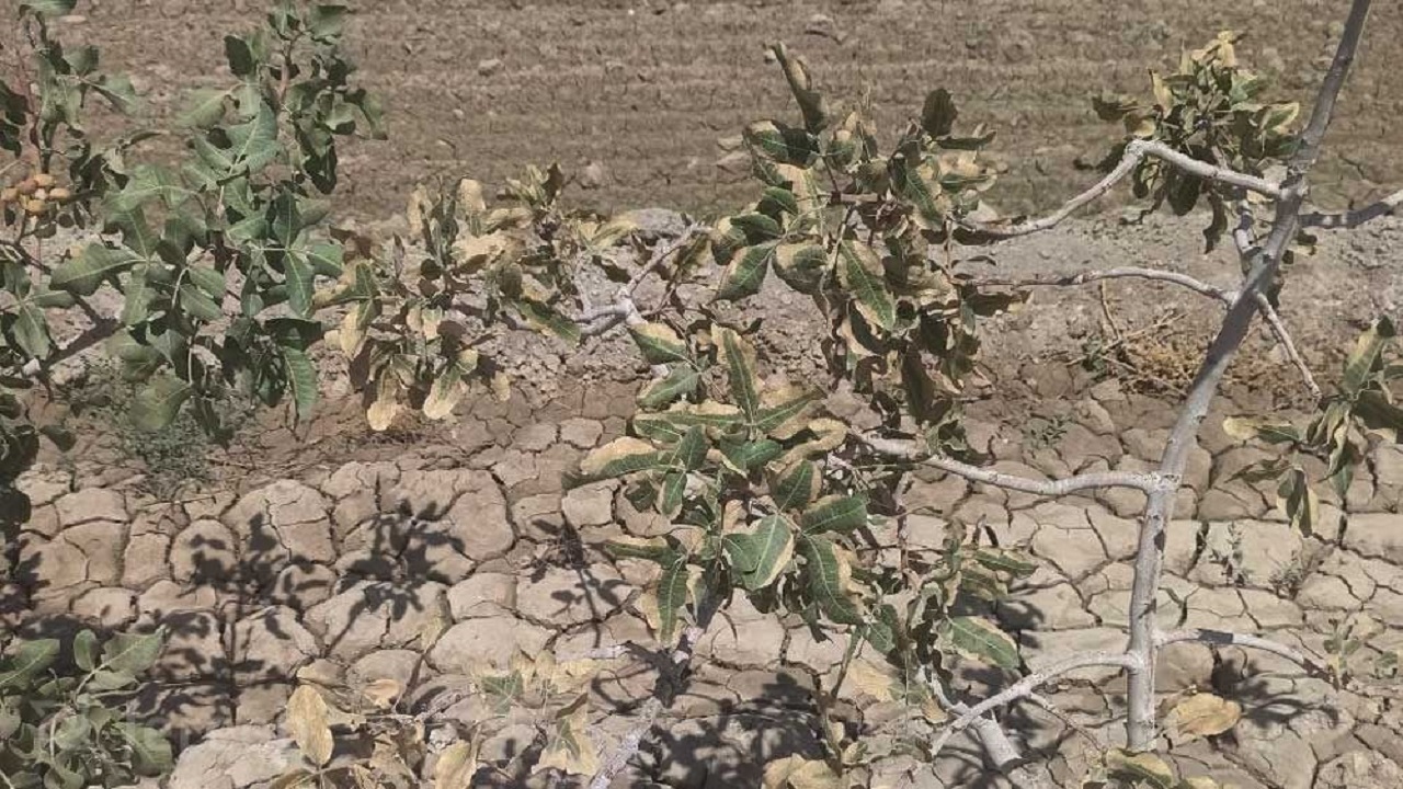پیشنهاد شهروند نی ریزی برای جلوگیری از خشکسالی در پی خشک شدن درختان پسته