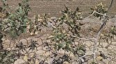 باشگاه خبرنگاران -پیشنهاد شهروند نی ریزی برای جلوگیری از خشکسالی در پی خشک شدن درختان پسته