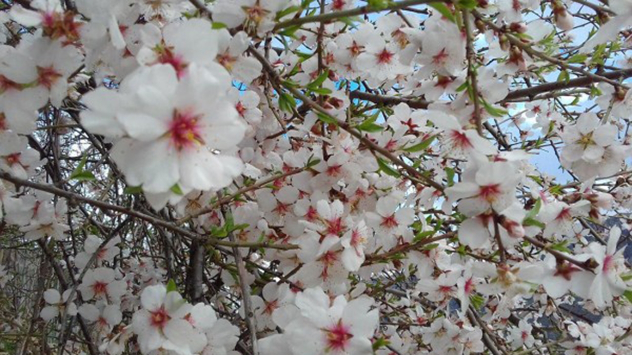 برگزاری جشنواره شکوفه‌های بادام در شهر دژ کرد شهرستان اقلید
