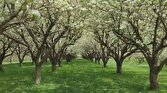 باشگاه خبرنگاران -چشم نوازی شکوفه‌های درختان گلابی در باغ‌های روستای تکه + فیلم