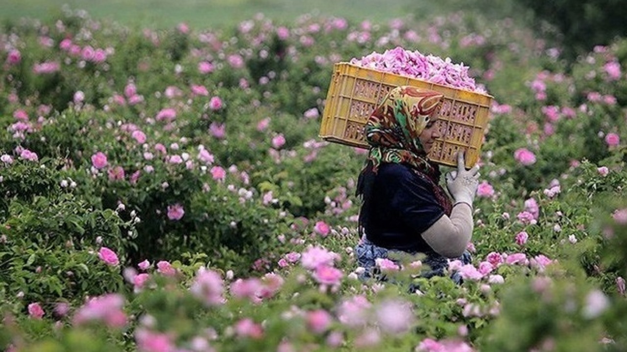 پیش بینی برداشت بیش از ۷۰۰ تن گل محمدی در خراسان جنوبی