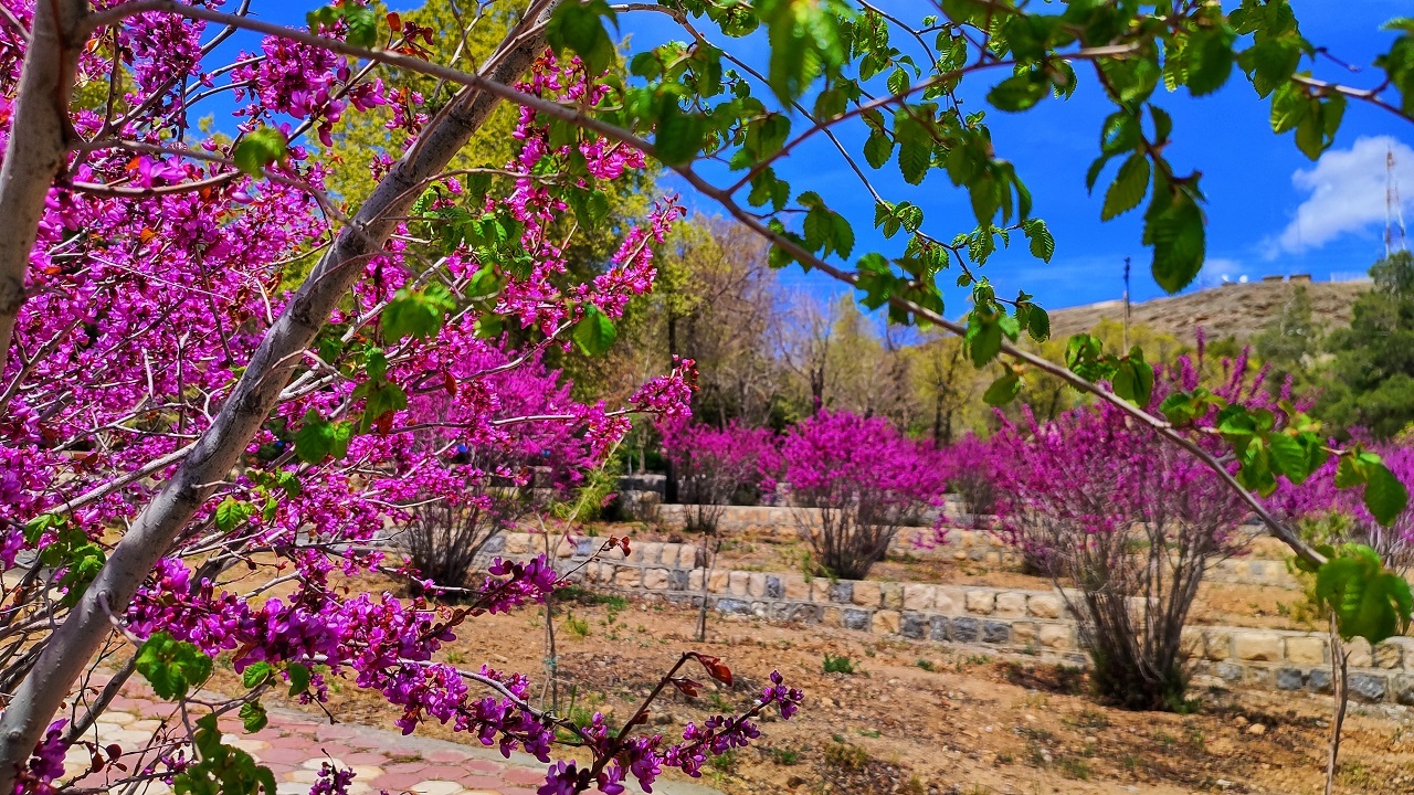 به تماشای بوستان‌های شهرکرد در بهار بنشینید + تصاویر