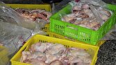 باشگاه خبرنگاران -تبدیل به ضایعات بیش از ۳ هزار کیلوگرم گوشت مرغ در بیرجند
