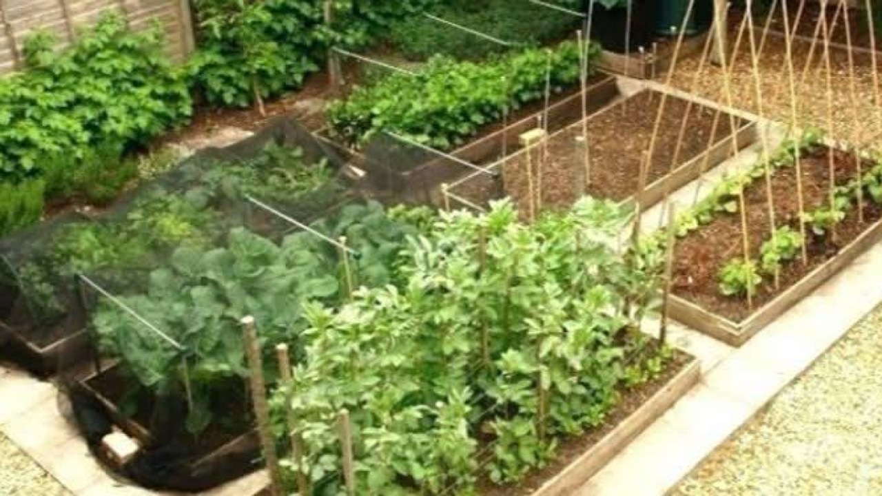 اجرای طرح ایجاد باغچه‌های خانگی کاشت سبزیجات سالم در شهرستان کرمان