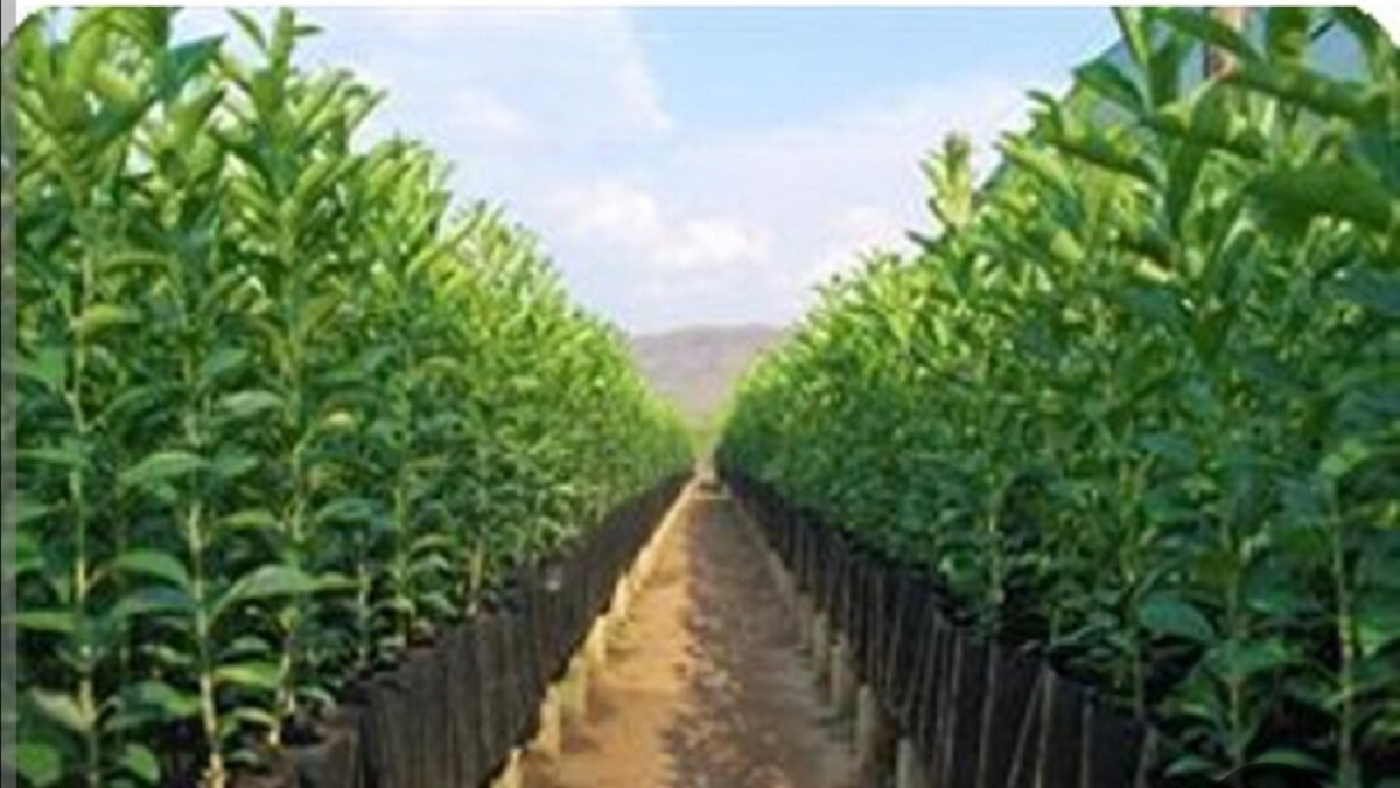 اجرای طرح مردمی کاشت یک میلیارد درخت در همدان