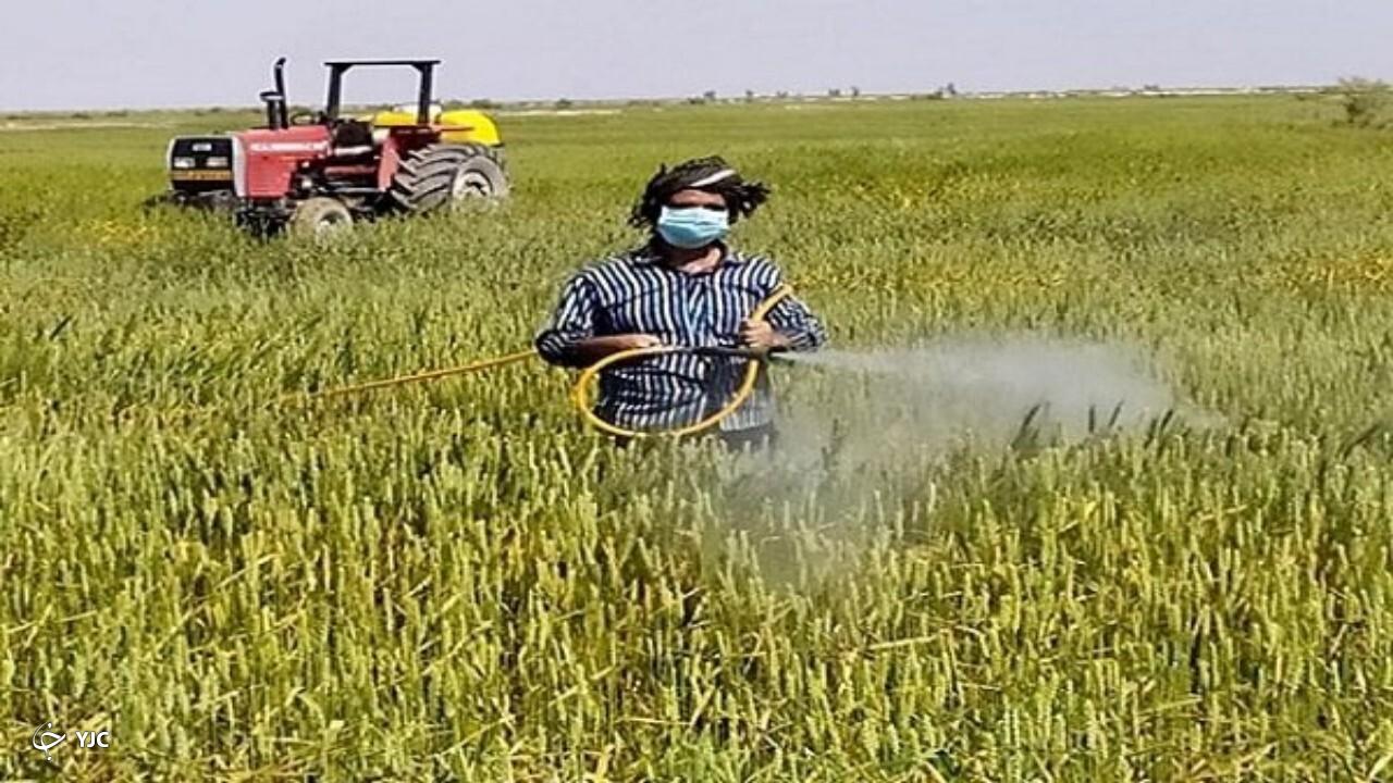 مبارزه با بیماری زنگ زرد غلات در ۲۶۱ هکتار از مزارع آذربایجان‌غربی