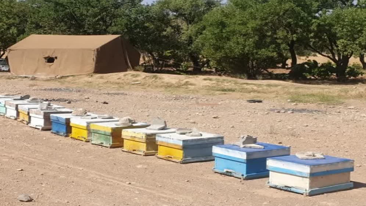 تولید ۱۲۵۰۰ تن عسل در استان فارس