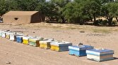 باشگاه خبرنگاران -تولید ۱۲۵۰۰ تن عسل در استان فارس