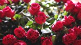 باشگاه خبرنگاران -یک میلیون و ۵۰۰ هزار شاخه گل رز در خراسان جنوبی تولید شد