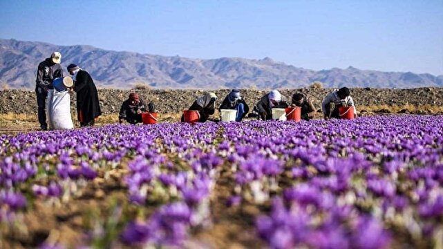 کشت زعفران در استان مرکزی ۱۵ درصد افزایش یافت
