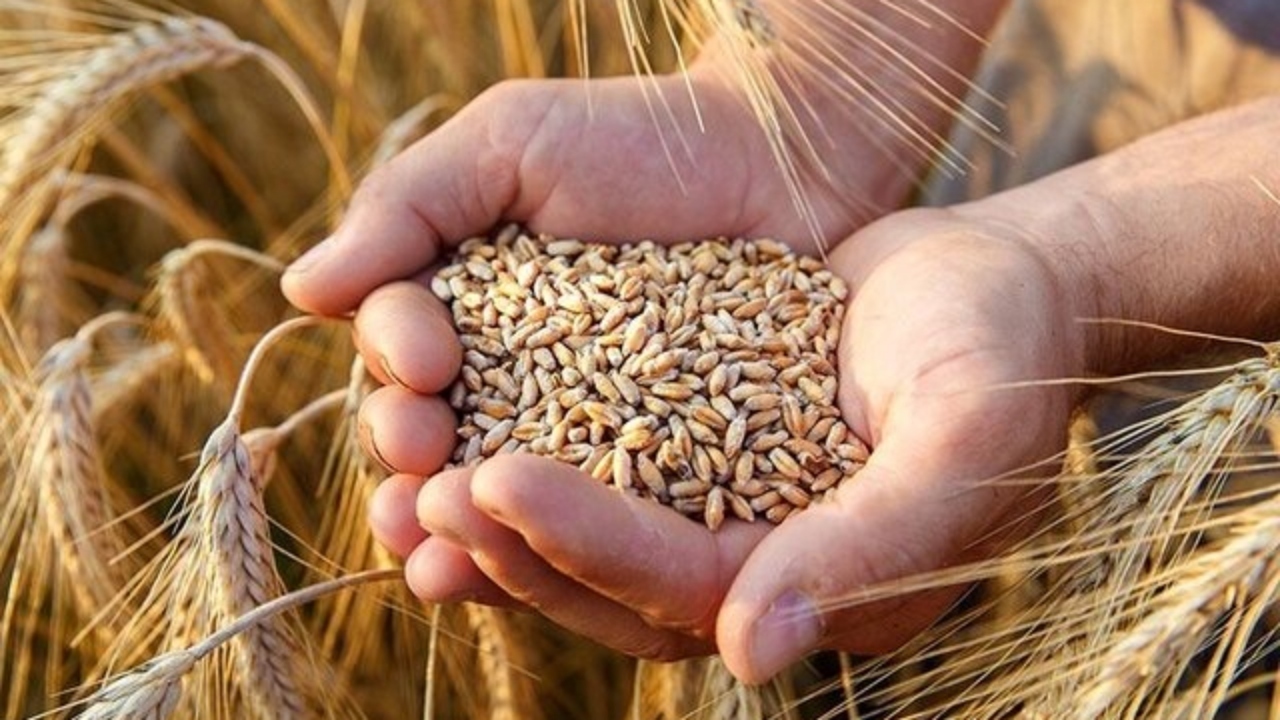 خرید بیش از ۵۶۰ هزار تن گندم از کشاورزان خوزستان
