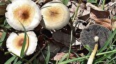 باشگاه خبرنگاران -مسمومیت ۵۳ نفر بر اثر مصرف قارچ وحشی/ رشد سه برابری مسمومیت با قارچ وحشی