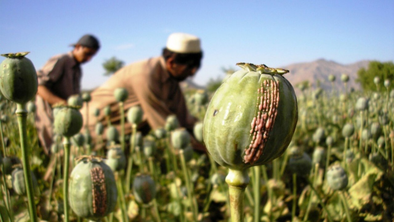زیان یک میلیارد دلاری دهاقین افغانستانی