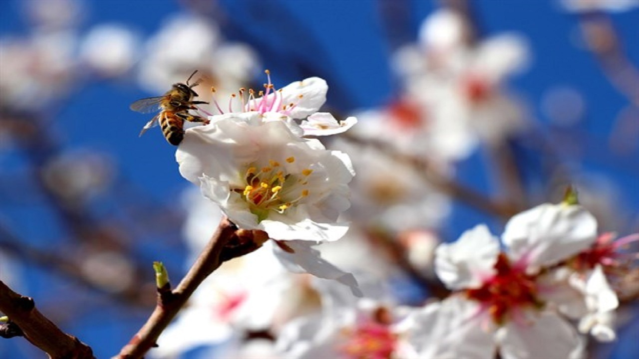 شکفتن بهار در کویر