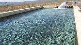 باشگاه خبرنگاران -رهاسازی ۷ هزار قطعه ماهی گرمابی در مزارع شیروان