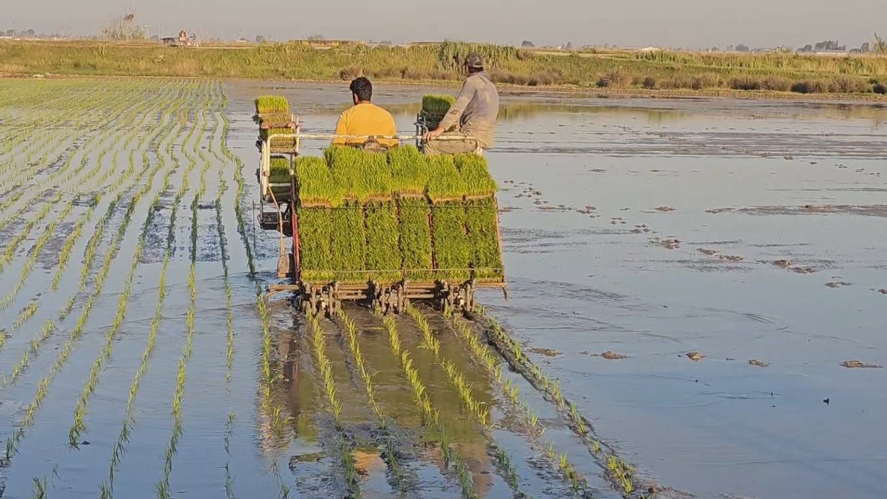 کاشت برنج به سبک مکانیزه در روستای کیامحله جویبار + فیلم