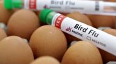 خطر فعلی سلامت عمومی ناشی از آنفلوآنزای پرندگان کم است