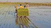 باشگاه خبرنگاران -کاشت برنج به سبک مکانیزه در روستای کیامحله جویبار + فیلم