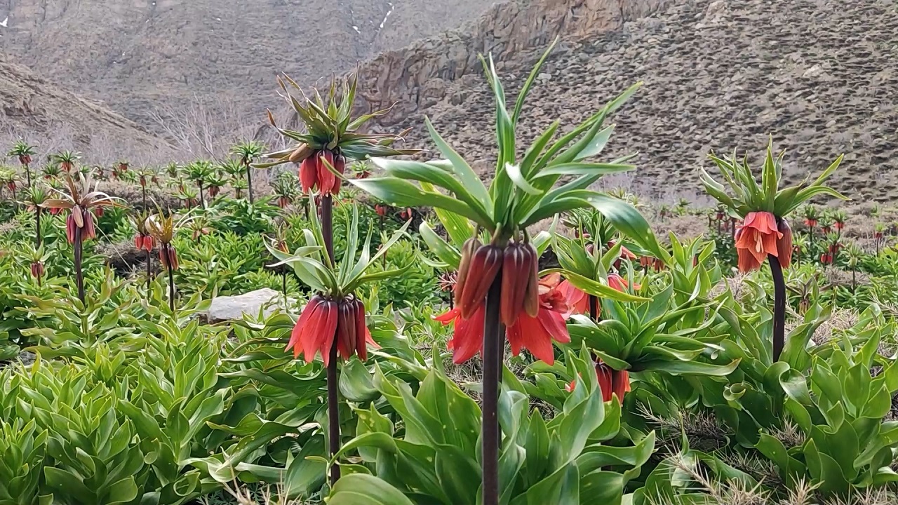 طبیعتِ تماشاییِ دشت لاله‌های واژگون در روستای دره بید + فیلم