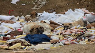 ضرورت اجرای تفکیک زباله در کردستان