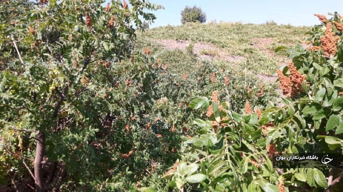 باشگاه خبرنگاران -سماق سردشت از مرغوب ترین محصولات کشور