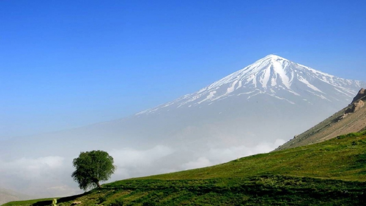 باشگاه خبرنگاران -گیاهان سالم؛ ناجیان خاموش زمین