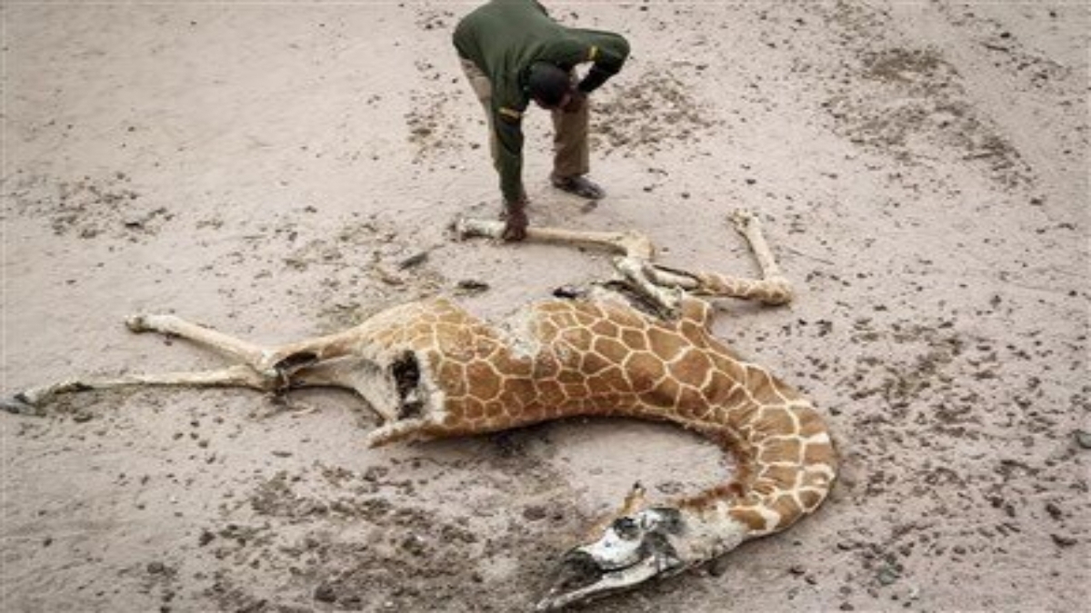 باشگاه خبرنگاران -در باغ وحش‌های ایران چه خبر است؟