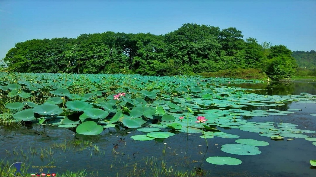 باشگاه خبرنگاران -قانون حفظ تالاب‌ها باید در کشور اجرا شود
