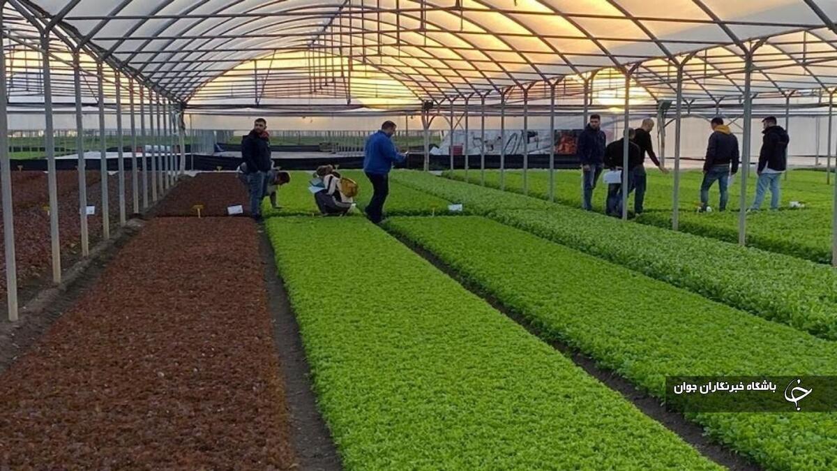 باشگاه خبرنگاران -صادرات بیش از ۴۷۶ هزارتن محصولات کشاورزی از مراکز قرنطینه در آذربایجان‌غربی