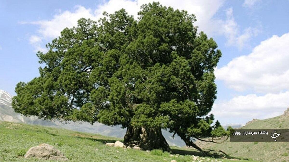 باشگاه خبرنگاران -درخت اُرس با عمر بیش از ۱۶ قرن در تکاب شناسایی شد