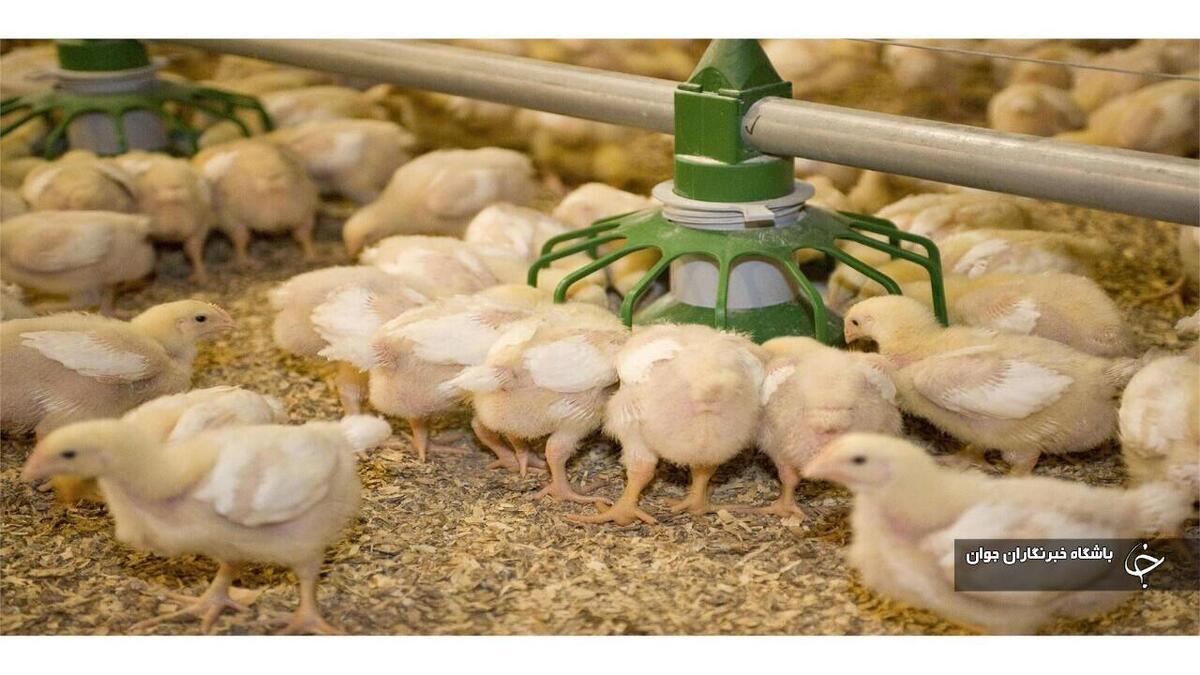 باشگاه خبرنگاران -افزایش ۳۴ درصدی جوجه‌ریزی در واحد‌های مرغداری‌های مهاباد